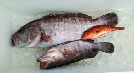 康仁丸・ジギング釣り果